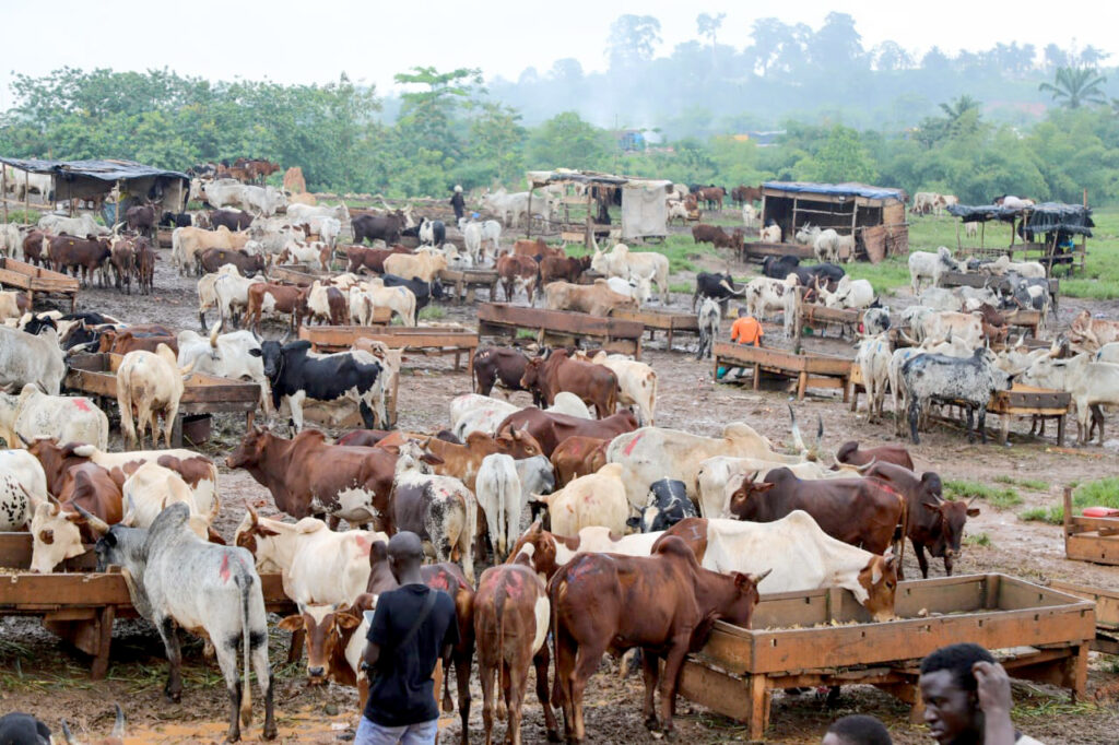 TABASKI 2026/ prétendues pénurie et flambée des prix des moutons : Le gouvernement ivoirien recadre les rumeurs.